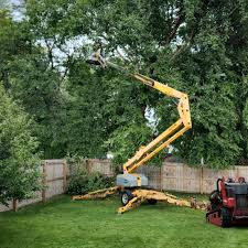 How Our Tree Care Process Works  in Inverness Highlands South, FL